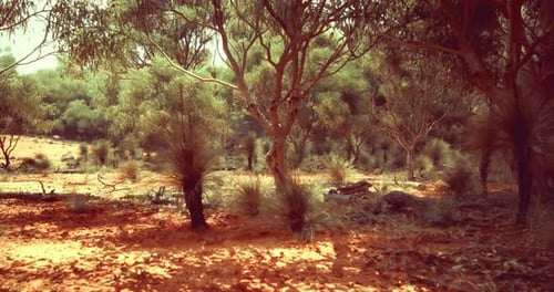 Animated 3D Forest Landscape with Moving Camera