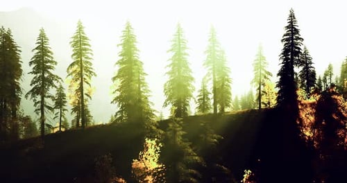 Sunlight Filters Through Tall Trees in a Serene Forest Landscape