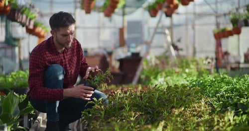 Young Adult Examining Plants in Greenhouse