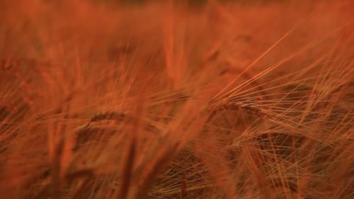 Barley Ears on the Filed