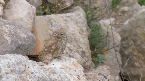 Kleine Eule steht auf einem Felsen