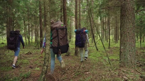 Grupo de jovens turistas explorando uma bela floresta de coníferas em um dia de verão