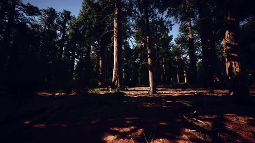 Famous Sequoia Park and Giant Sequoia Tree at Sunset