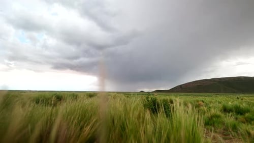 Swaying Grass Field Under A Stormy Cloudy Sky. Static Shot