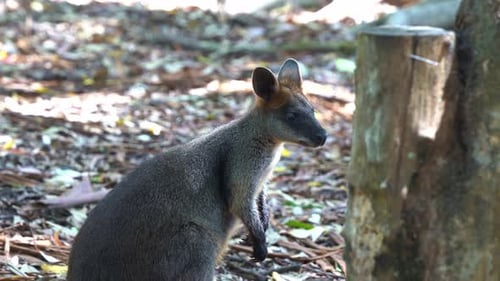 Joli wallaby à cou roux, wallaby de Bennett (Notamacropus rufogriseus), marsupia macropode de taille moyenne