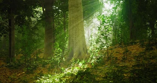 Sunlight Filtering Through Dense Forest Trees Creating a Tranquil Atmosphere