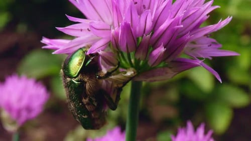 Nahaufnahme einer Biene, die Nektar von einer lila Blume in einem lebendigen Garten sammelt