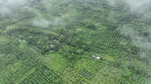 Vue aérienne du jardin de goyaves à Swarupkathi, Pirojpur, Bangladesh.