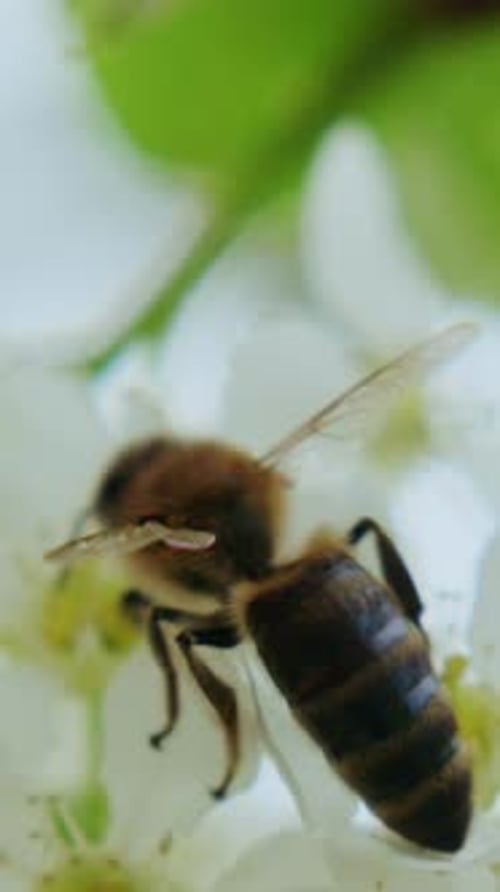 Close-up Bee Collecting Pollen on White Flower