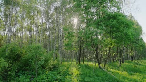 Spring forest and sun, shooting with a Steadicam