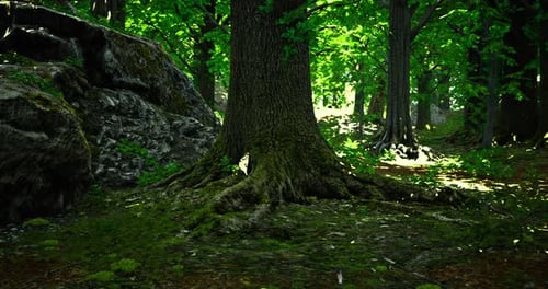 Forest Landscape with Sunlight Filtering Through Leaves in a Tranquil Setting
