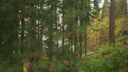 Coniferous Trees of Dense Forest on Hill