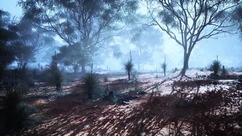 Misty Morning Light Filters Through Trees in a Tranquil Australian Forest