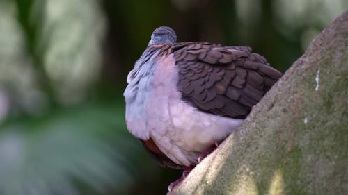 Eine Laubschultertaube (Geopelia humeralis) sitzt auf dem Ast und pflegt und pflegt ihre