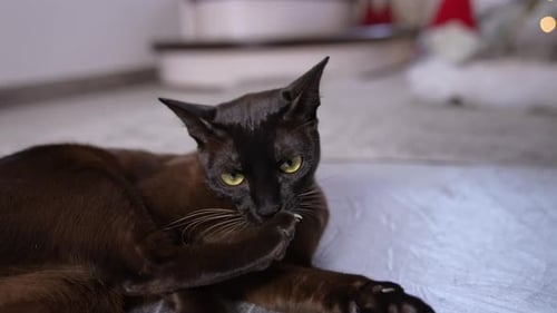 Nice black cat with short fur lying on the floor with his back to the camera.