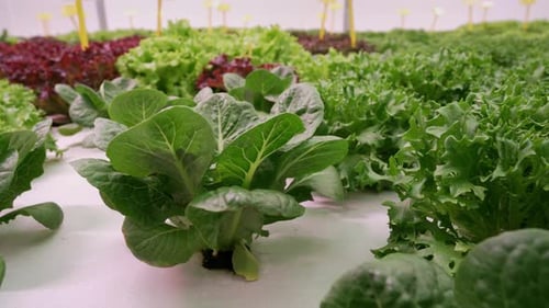 Closeup Romaine Lettuce Growing in Clean Controlled Greenhouse Vibrant Leaves
