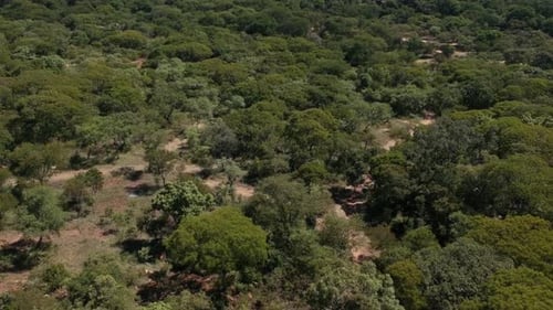 A push forward drone shot of trees in a dense bush area captured under sunny conditions.