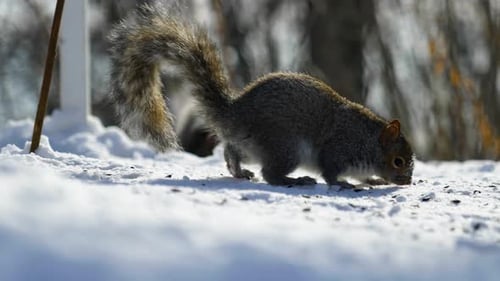 4K Slow motion cinematic footage of a squirrel eating food from the ground, from up close, in the sn