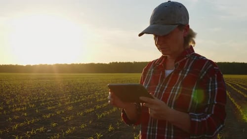 Farmer woman working in agricultural field using digital tablet computer at sunset