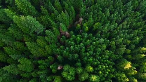 Top Down View of the Coniferous Forest Canada