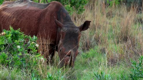 Vue au téléobjectif d'une mère de rhinocéros blanc recouverte de boue et de son petit marchant dans un veld