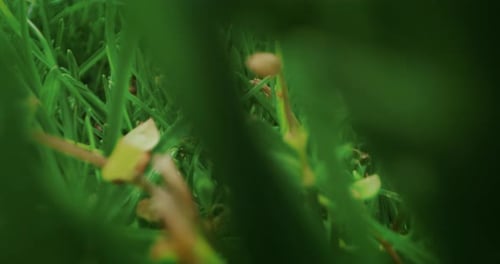 Slow motion macro of a green lawn with flowers in spring sunny day.
