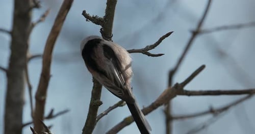 Longtailed Tit Aegithalos Caudatus Also