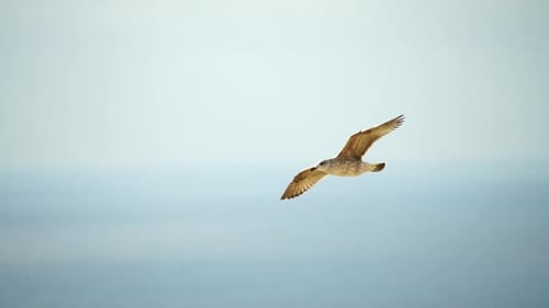 A Flock of Seagulls Fly in Warm Sunset Sky Over the Ocean Silhouettes of Seagulls Flying in Slow