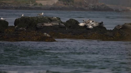 Seals basking in the sun on a rocky islet in the Atlantic ocean.