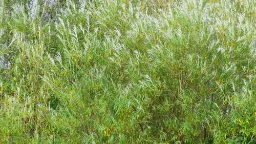 Summer video scene, with plants grass, trees and water reeds blowing gently in the breeze. Along a r