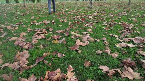 Walking through Fallen Leaves in a Park