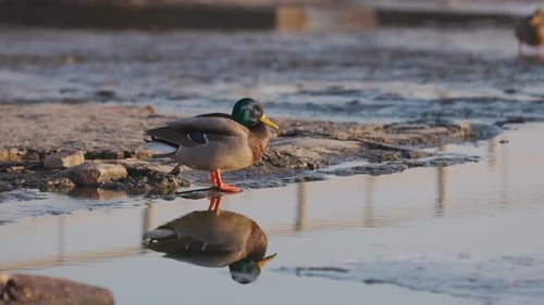 A male mallard duck stands on a shallow riverbank its vibrant green head and yellow beak contrasting