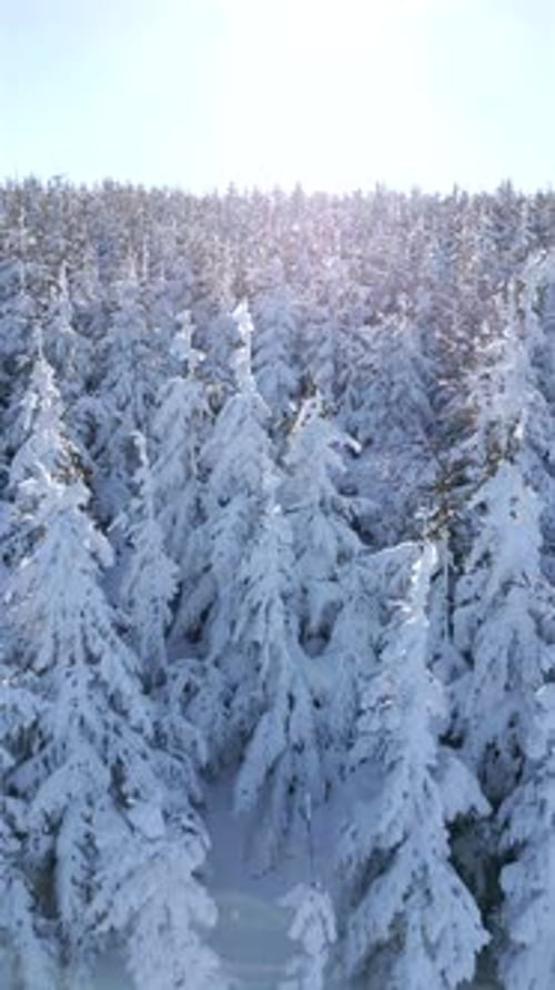 Drohnenaufnahme des schneebedeckten Kiefernwaldes in den Winterbergen