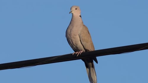 A Eurasian Collared Dove perched on a utility wire in the morning sun - isolated portrait