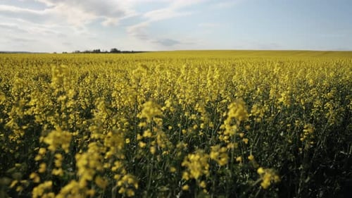Rapsblüten Ernteblumen Yellow Vista