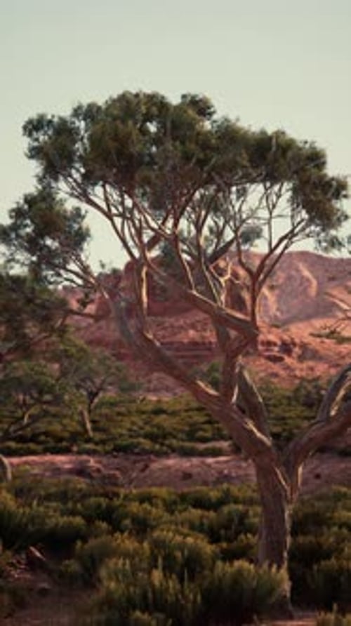 Tree Standing in Field With Nevada Mountains