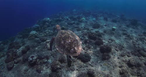 Sea Turtle Glides on Coral Reef in Blue Ocean Turtle Swims Underwater in Crystal Sea