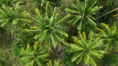 Flying Over Plantation of Coconut Palm Trees