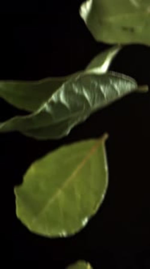 Bay Leaves Fall Down Filmed on a Highspeed Camera at 1000 Fps
