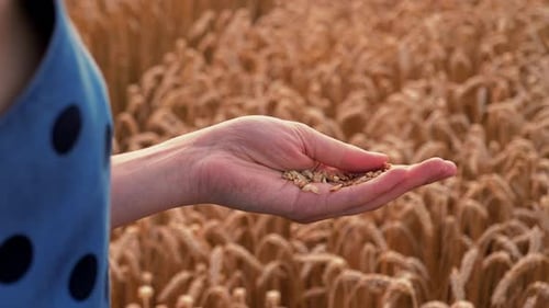 A close-up shot of a young woman's hand touching and selecting grains of wheat in a field.