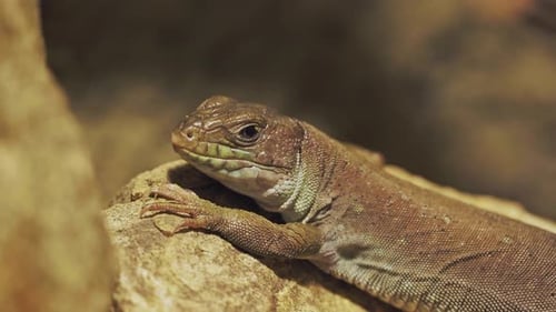 Close Up of Lizard Resting on Rock