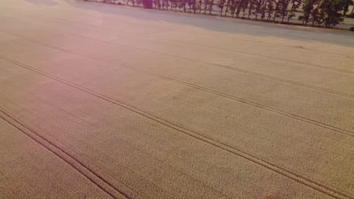 Wheat Field