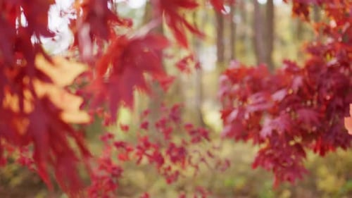 Laub im Park Herbst Herbst Blätter von Ahornbäumen Herbst Herbst Blätter im Sonnenlicht Natürlicher Herbst