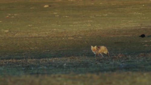 Red fox in early morning light is crossing field after hunt in spring
