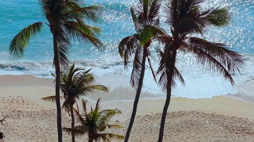 Drone View of Tropical Beach with Palm Trees and Turquoise Ocean Waves Crashing on Sandy Shore