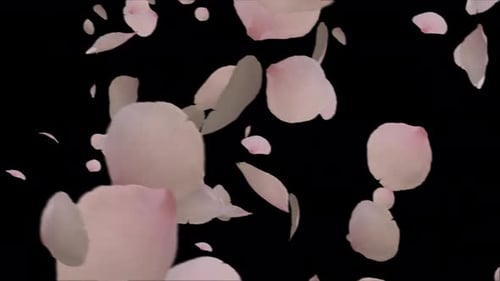 Sakura Falling on Black Color