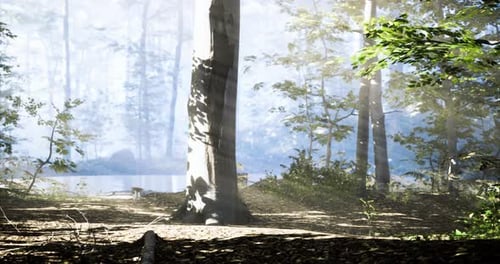 Serenity Among Trees with Mist and Sunlight Illuminating the Forest