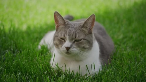 Cat Resting on Green Grass