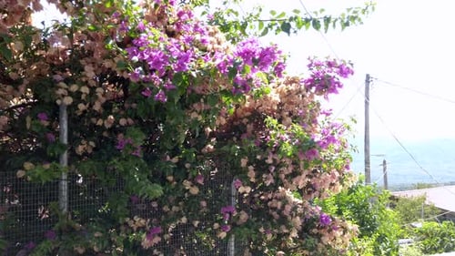 Buganvílias florescendo em uma cerca de Leukada (verão)
