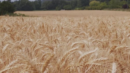 Wheat Field.